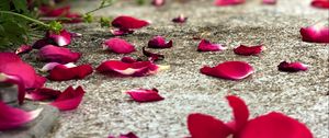 Preview wallpaper petals, flowers, asphalt, road, blur