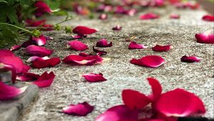 Preview wallpaper petals, flowers, asphalt, road, blur