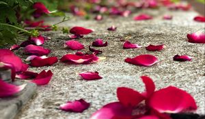 Preview wallpaper petals, flowers, asphalt, road, blur