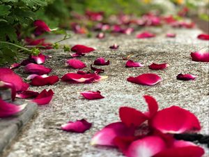 Preview wallpaper petals, flowers, asphalt, road, blur