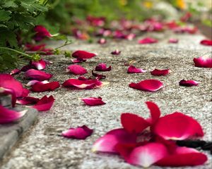 Preview wallpaper petals, flowers, asphalt, road, blur