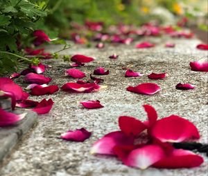 Preview wallpaper petals, flowers, asphalt, road, blur