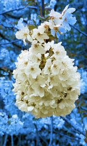 Preview wallpaper petals, flowers, branches, white, blue, macro