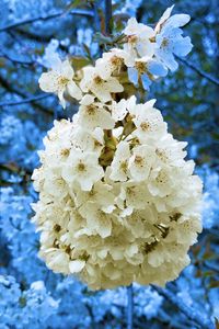 Preview wallpaper petals, flowers, branches, white, blue, macro