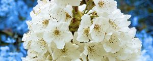 Preview wallpaper petals, flowers, branches, white, blue, macro