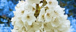 Preview wallpaper petals, flowers, branches, white, blue, macro