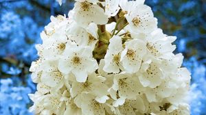 Preview wallpaper petals, flowers, branches, white, blue, macro