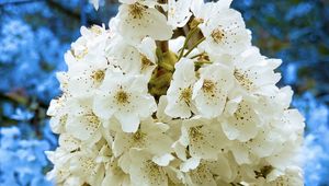 Preview wallpaper petals, flowers, branches, white, blue, macro