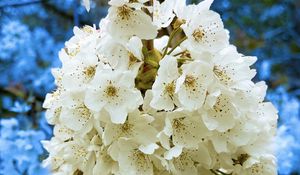 Preview wallpaper petals, flowers, branches, white, blue, macro