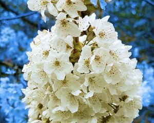 Preview wallpaper petals, flowers, branches, white, blue, macro