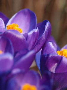 Preview wallpaper petals, flowers, bud