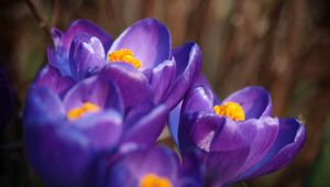 Preview wallpaper petals, flowers, bud