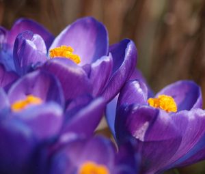 Preview wallpaper petals, flowers, bud