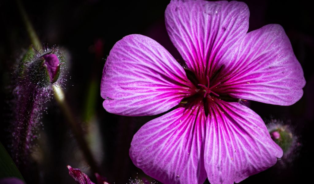 1024x600 Wallpaper petals, flowers, buds, purple, macro