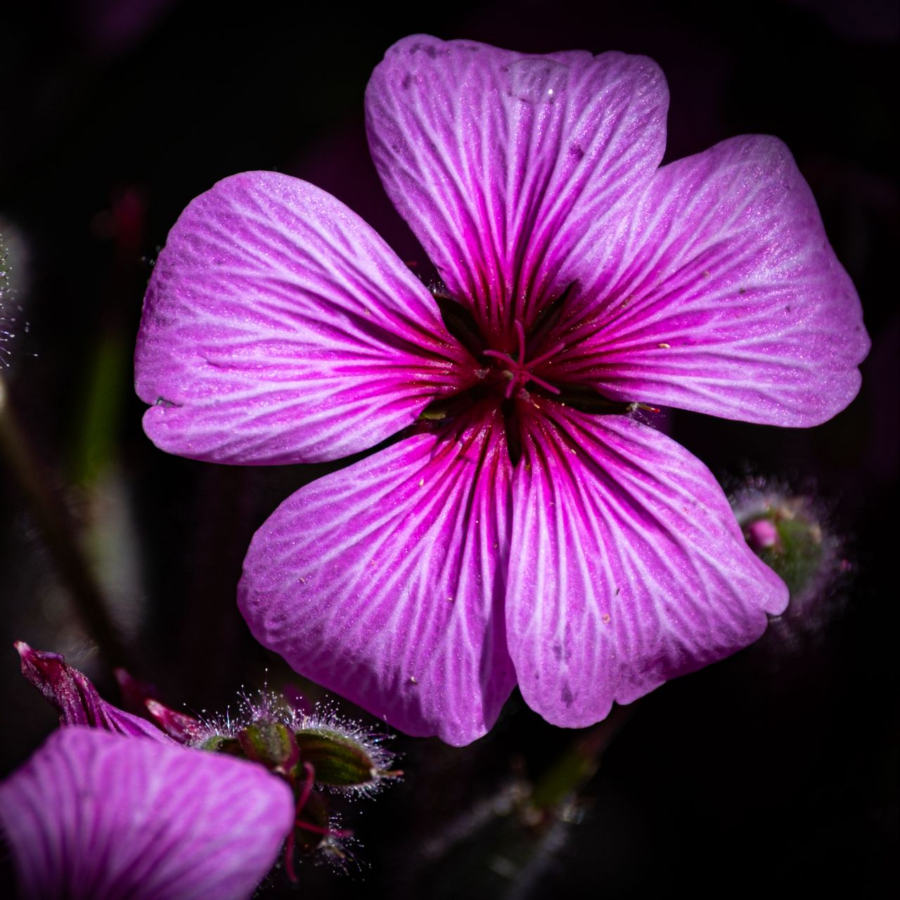 1280x1280 Wallpaper petals, flowers, buds, purple, macro