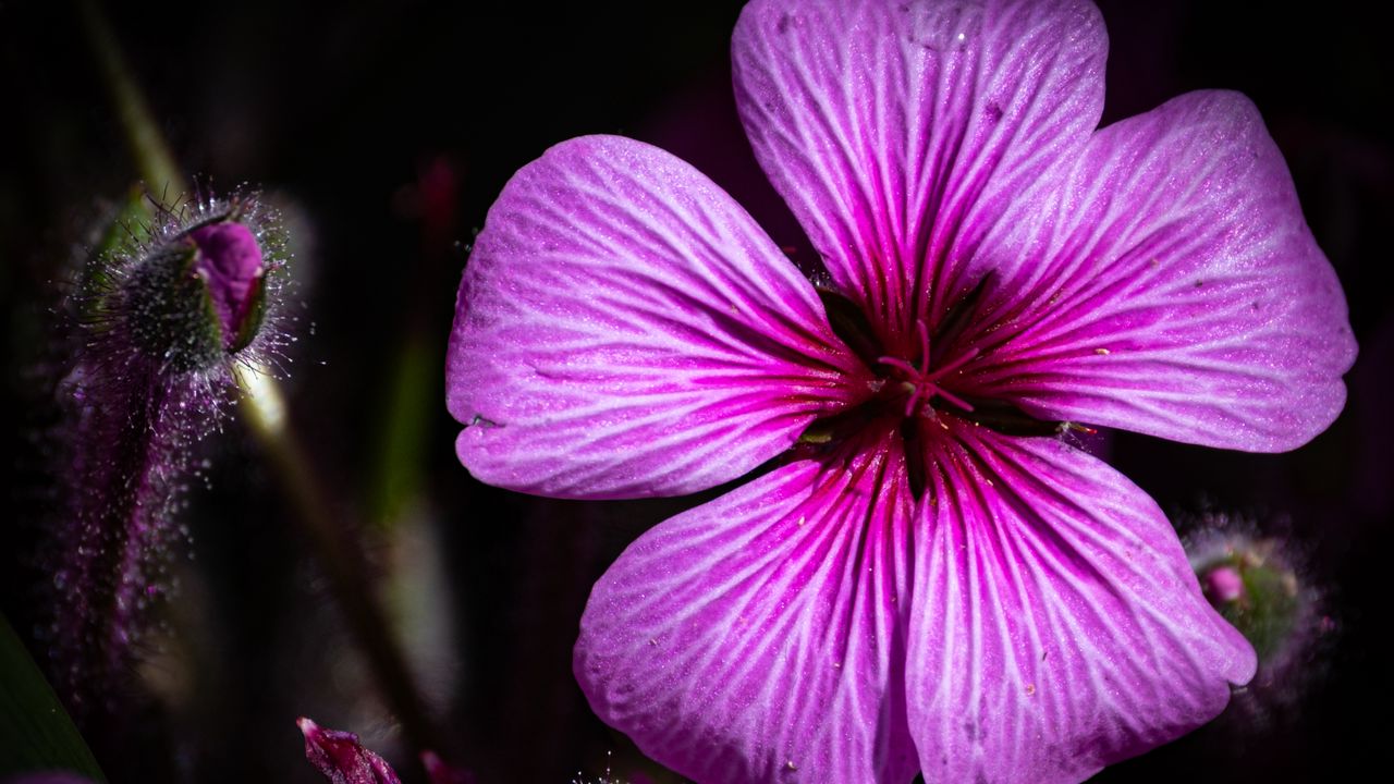 Wallpaper petals, flowers, buds, purple, macro