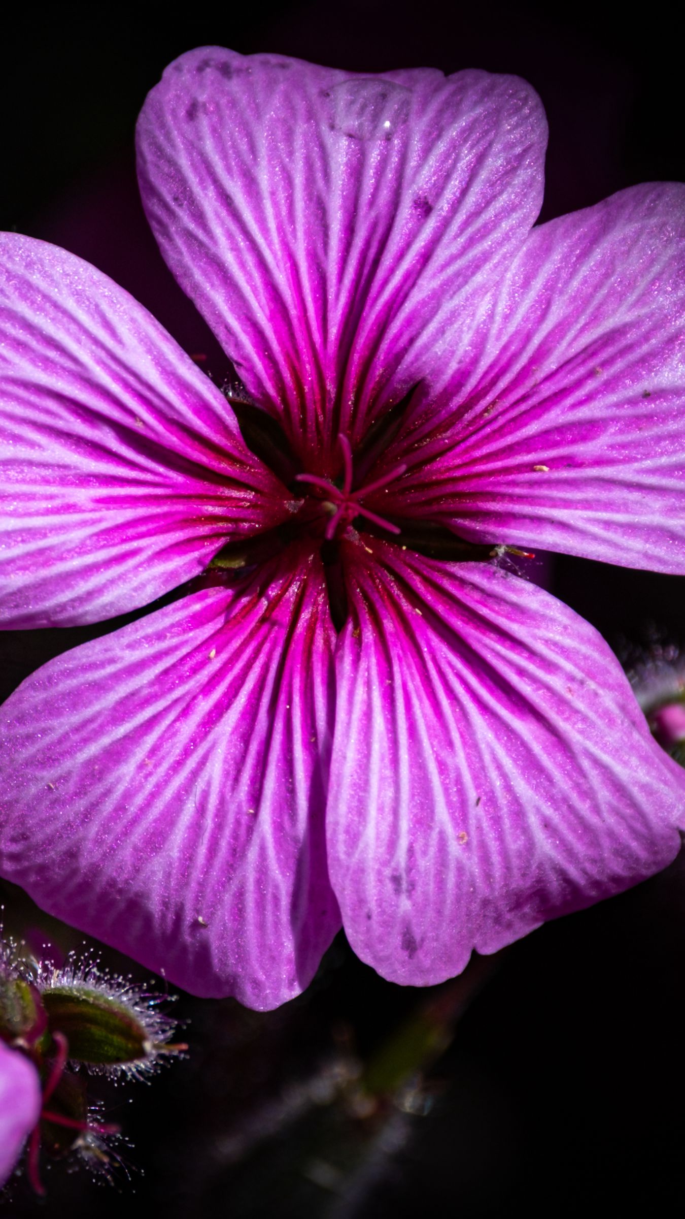 1350x2400 Wallpaper petals, flowers, buds, purple, macro