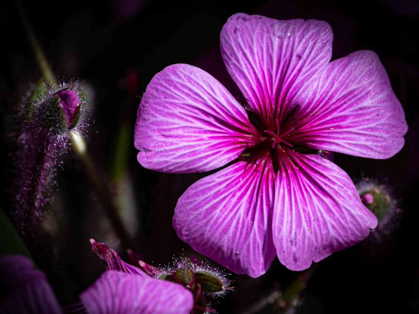 1400x1050 Wallpaper petals, flowers, buds, purple, macro