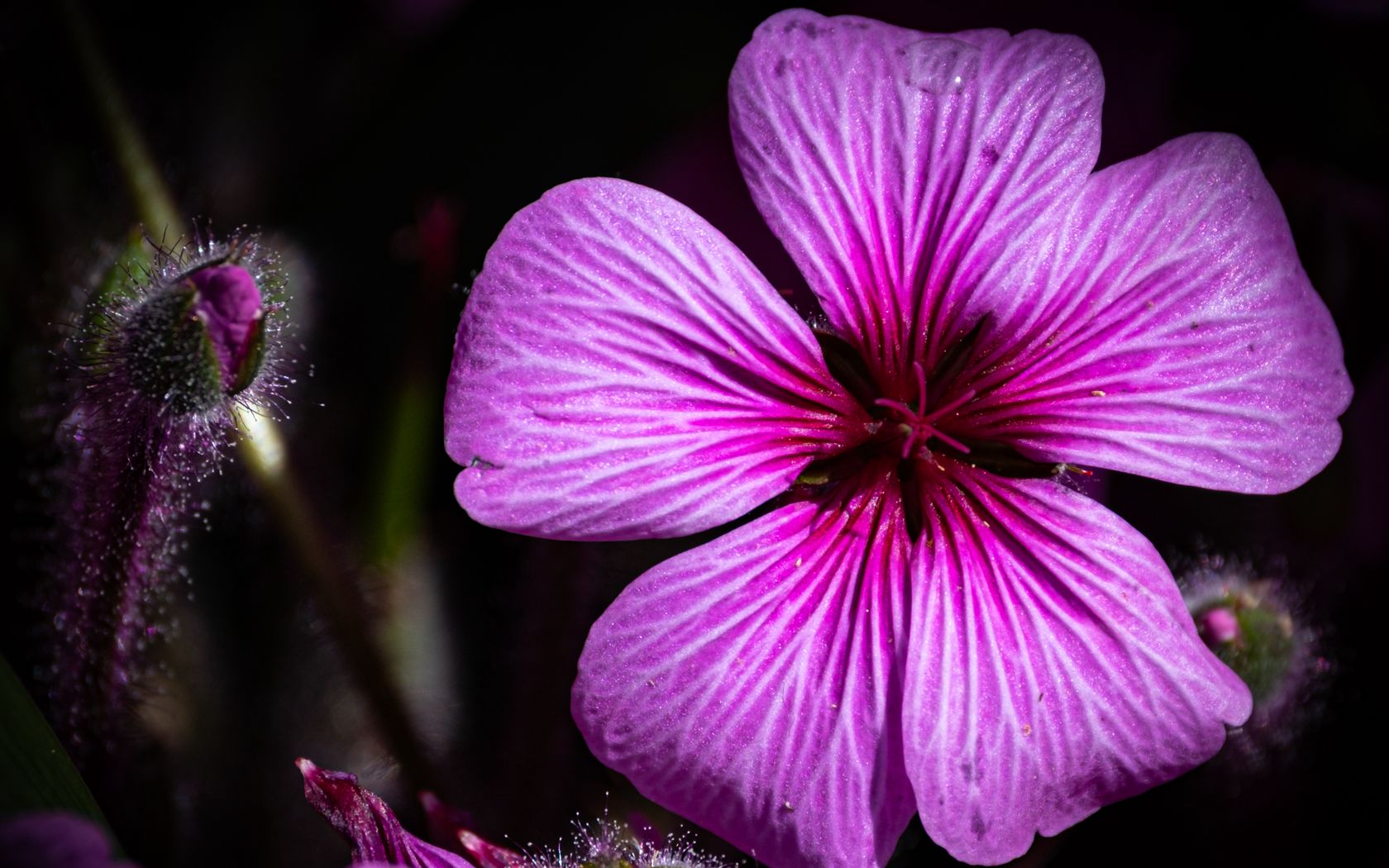 1680x1050 Wallpaper petals, flowers, buds, purple, macro