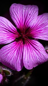 Preview wallpaper petals, flowers, buds, purple, macro