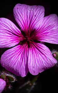 Preview wallpaper petals, flowers, buds, purple, macro