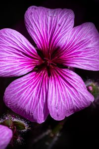 Preview wallpaper petals, flowers, buds, purple, macro