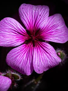 Preview wallpaper petals, flowers, buds, purple, macro