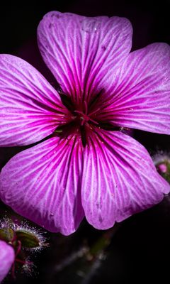 240x400 Wallpaper petals, flowers, buds, purple, macro