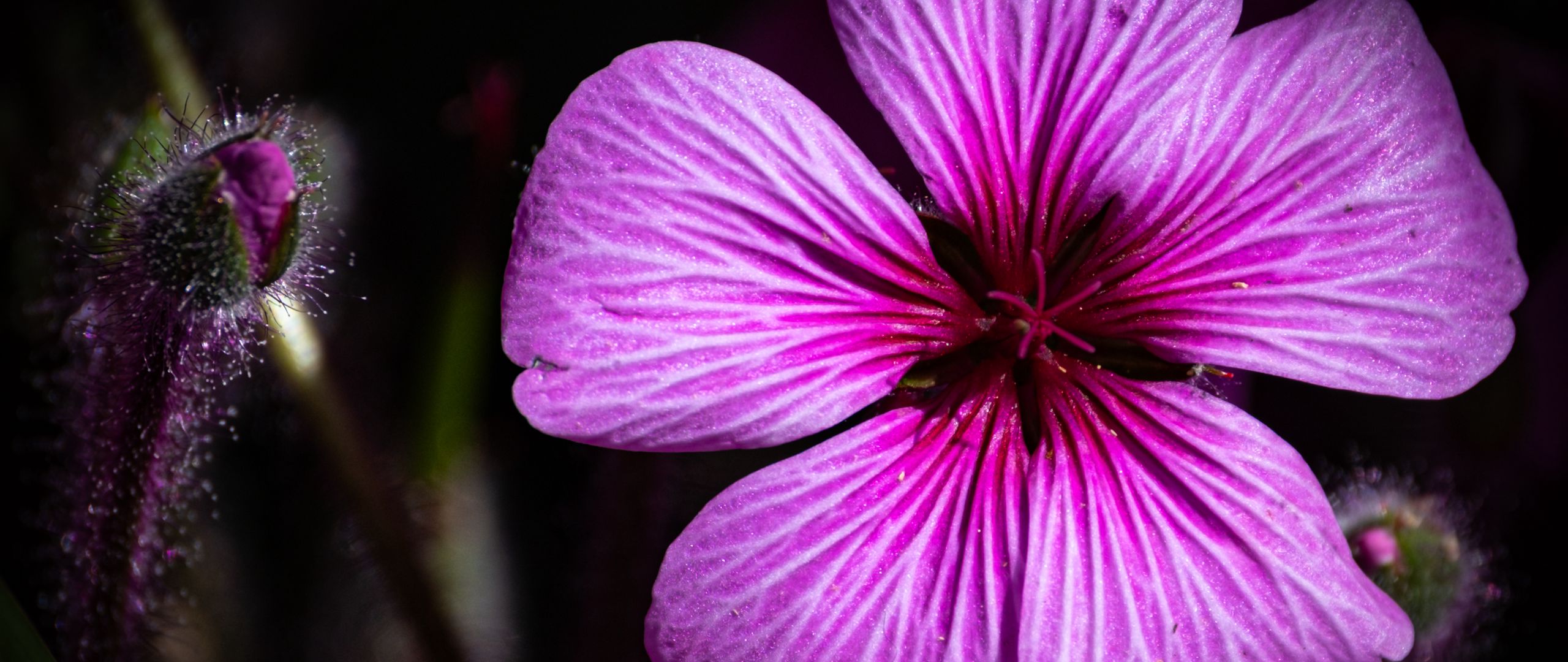 2560x1080 Wallpaper petals, flowers, buds, purple, macro