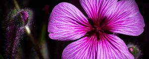 Preview wallpaper petals, flowers, buds, purple, macro