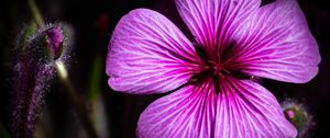Preview wallpaper petals, flowers, buds, purple, macro