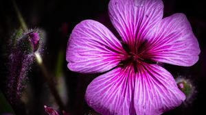 Preview wallpaper petals, flowers, buds, purple, macro