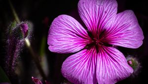 Preview wallpaper petals, flowers, buds, purple, macro