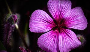 Preview wallpaper petals, flowers, buds, purple, macro