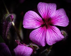 Preview wallpaper petals, flowers, buds, purple, macro