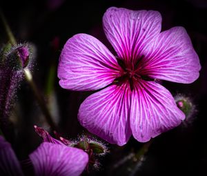 Preview wallpaper petals, flowers, buds, purple, macro