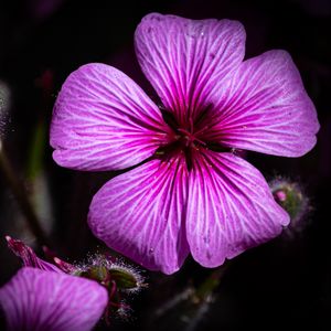 Preview wallpaper petals, flowers, buds, purple, macro