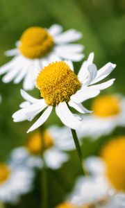 Preview wallpaper petals, flowers, daisies, blur