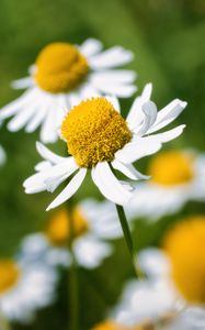 Preview wallpaper petals, flowers, daisies, blur