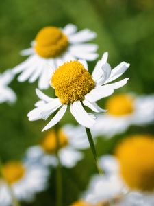 Preview wallpaper petals, flowers, daisies, blur