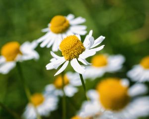 Preview wallpaper petals, flowers, daisies, blur