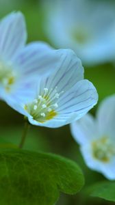 Preview wallpaper petals, flowers, leaves, plant, macro