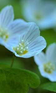 Preview wallpaper petals, flowers, leaves, plant, macro