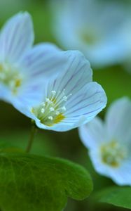 Preview wallpaper petals, flowers, leaves, plant, macro