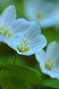 Preview wallpaper petals, flowers, leaves, plant, macro