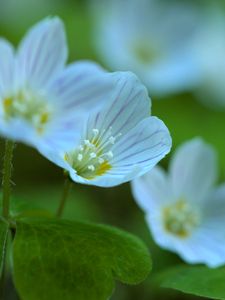 Preview wallpaper petals, flowers, leaves, plant, macro