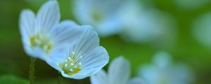 Preview wallpaper petals, flowers, leaves, plant, macro