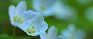 Preview wallpaper petals, flowers, leaves, plant, macro