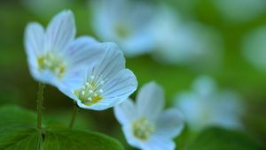 Preview wallpaper petals, flowers, leaves, plant, macro