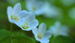 Preview wallpaper petals, flowers, leaves, plant, macro